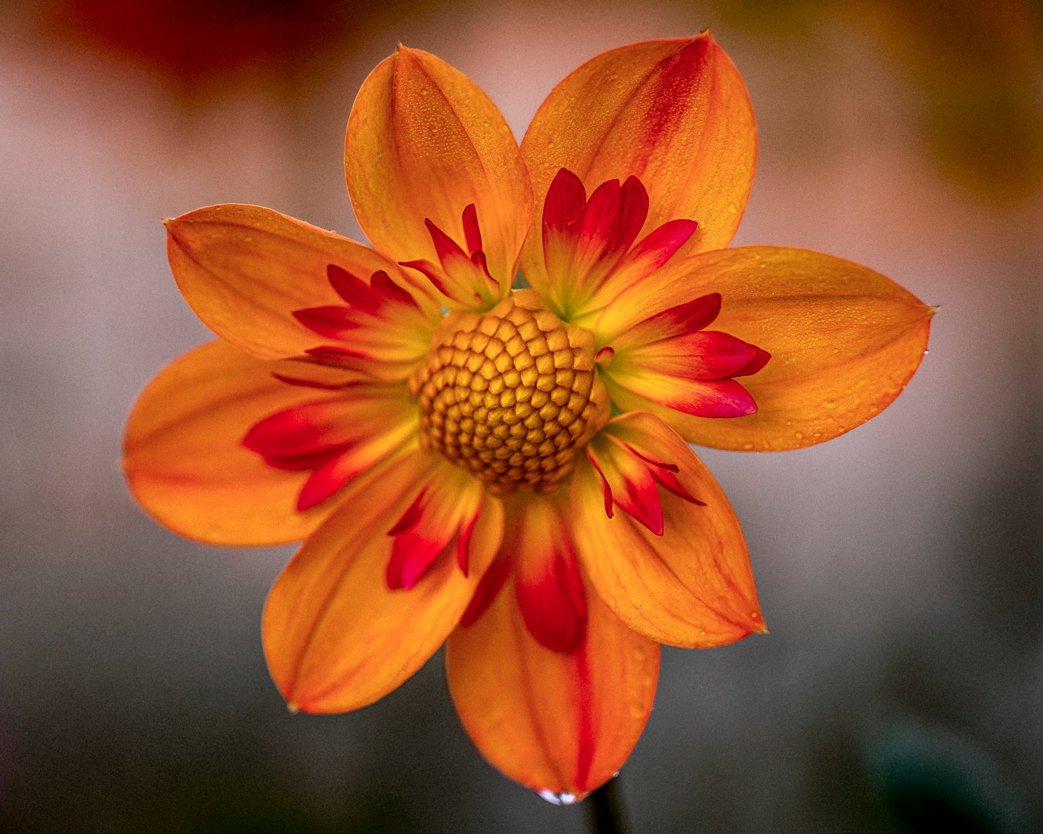 Bellevue Botanical Dahlia — orange and red dahlia with rain drops